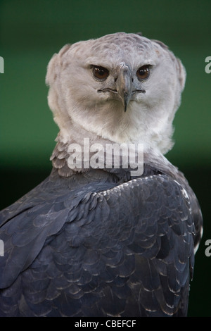 HARPY EAGLE (Harpia harpyja) Guyana, South America. Captive Stock Photo