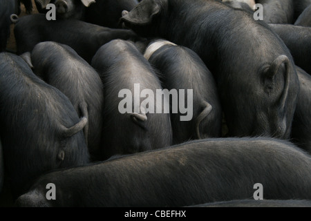 Young pigs feeding from a trough. Stock Photo