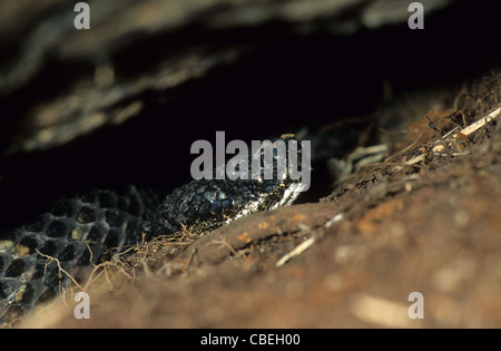 Timber Rattlesnake hiding under rock. New York State. USA Stock Photo