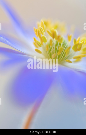 Anemone blanda, Blue flower yellow stamens subject. Stock Photo