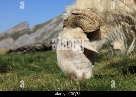 Close-up image of a ram grazing on a high altitude pasture in Pyrenees mountains. Stock Photo