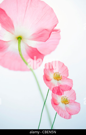 Papaver rhoeas 'Angel's choir', Poppy, Red pink flower subject. Stock Photo
