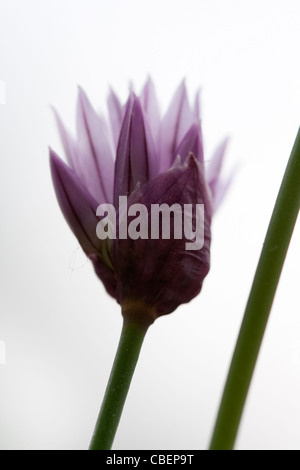Allium schoenoprasum, Chive, Purple flower subject white background. Stock Photo