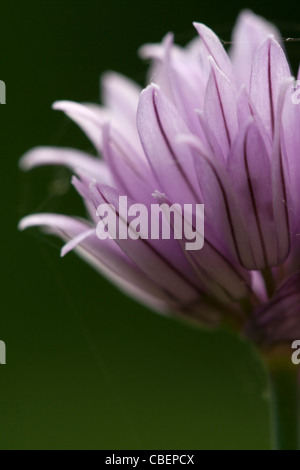 Allium schoenoprasum, Chive, Purple flower subject green background. Stock Photo