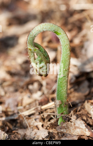 Fern frond unfurling from earth, Green subject, Brown background.