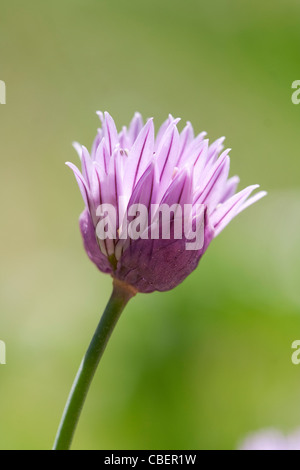 Allium schoenoprasum, Chive, Purple flower subject, Green background. Stock Photo