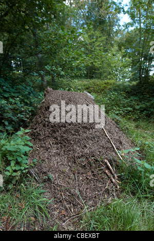 Wood ants nest, Formica rufa, Camp Celtique de Biere or Biérre, near the village of Merri Biere in Orne, Normandie, France. Stock Photo