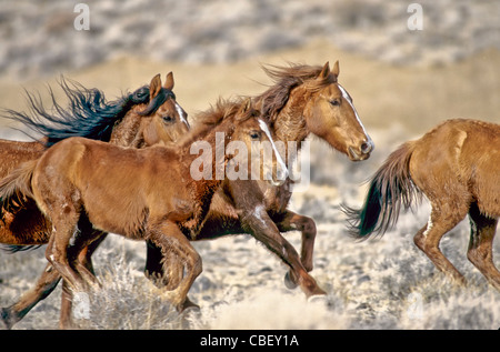 Herd of wild horses, full gallop. Stock Photo