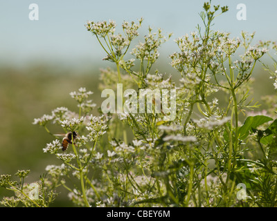 Cilantro's flavor is described by some as bright and citrusy, and as soapy by others. This herb pops up in the cuisines of India, Mexico, and Vietnam in dishes like dhania chutney, salsa, and pho. The seeds of the plant are called coriander and are used in some pickling recipes, as well as in boerewors, a South African sausage. Read More http://www.epicurious.com/articlesguides/seasonalcooking/farmtotable/visualguidefreshherbs#ixzz1UM90Hcg1 Stock Photo