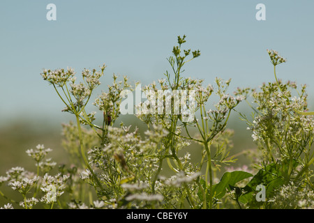 Cilantro's flavor is described by some as bright and citrusy, and as soapy by others. This herb pops up in the cuisines of India, Mexico, and Vietnam in dishes like dhania chutney, salsa, and pho. The seeds of the plant are called coriander and are used in some pickling recipes, as well as in boerewors, a South African sausage. Read More http://www.epicurious.com/articlesguides/seasonalcooking/farmtotable/visualguidefreshherbs#ixzz1UM90Hcg1 Stock Photo