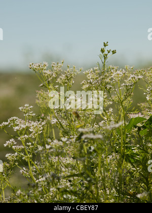 Cilantro's flavor is described by some as bright and citrusy, and as soapy by others. This herb pops up in the cuisines of India, Mexico, and Vietnam in dishes like dhania chutney, salsa, and pho. The seeds of the plant are called coriander and are used in some pickling recipes, as well as in boerewors, a South African sausage. Read More http://www.epicurious.com/articlesguides/seasonalcooking/farmtotable/visualguidefreshherbs#ixzz1UM90Hcg1 Stock Photo