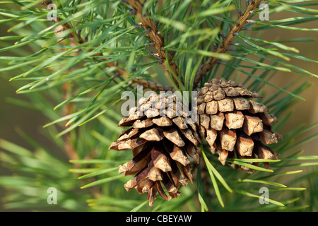 two pinecones on branch pine as background Stock Photo