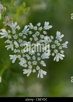 Cilantro's flavor is described by some as bright and citrusy, and as soapy by others. This herb pops up in the cuisines of India, Mexico, and Vietnam in dishes like dhania chutney, salsa, and pho. The seeds of the plant are called coriander and are used in some pickling recipes, as well as in boerewors, a South African sausage. Read More http://www.epicurious.com/articlesguides/seasonalcooking/farmtotable/visualguidefreshherbs#ixzz1UM90Hcg1 Stock Photo