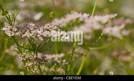 Cilantro's flavor is described by some as bright and citrusy, and as soapy by others. This herb pops up in the cuisines of India, Mexico, and Vietnam in dishes like dhania chutney, salsa, and pho. The seeds of the plant are called coriander and are used in some pickling recipes, as well as in boerewors, a South African sausage. Read More http://www.epicurious.com/articlesguides/seasonalcooking/farmtotable/visualguidefreshherbs#ixzz1UM90Hcg1 Stock Photo