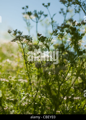 Cilantro's flavor is described by some as bright and citrusy, and as soapy by others. This herb pops up in the cuisines of India, Mexico, and Vietnam in dishes like dhania chutney, salsa, and pho. The seeds of the plant are called coriander and are used in some pickling recipes, as well as in boerewors, a South African sausage. Read More http://www.epicurious.com/articlesguides/seasonalcooking/farmtotable/visualguidefreshherbs#ixzz1UM90Hcg1 Stock Photo