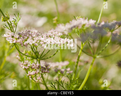 Cilantro's flavor is described by some as bright and citrusy, and as soapy by others. This herb pops up in the cuisines of India, Mexico, and Vietnam in dishes like dhania chutney, salsa, and pho. The seeds of the plant are called coriander and are used in some pickling recipes, as well as in boerewors, a South African sausage. Read More http://www.epicurious.com/articlesguides/seasonalcooking/farmtotable/visualguidefreshherbs#ixzz1UM90Hcg1 Stock Photo