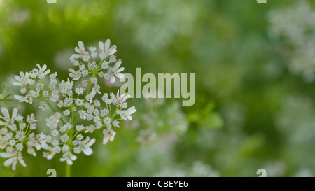 Cilantro's flavor is described by some as bright and citrusy, and as soapy by others. This herb pops up in the cuisines of India, Mexico, and Vietnam in dishes like dhania chutney, salsa, and pho. The seeds of the plant are called coriander and are used in some pickling recipes, as well as in boerewors, a South African sausage. Read More http://www.epicurious.com/articlesguides/seasonalcooking/farmtotable/visualguidefreshherbs#ixzz1UM90Hcg1 Stock Photo