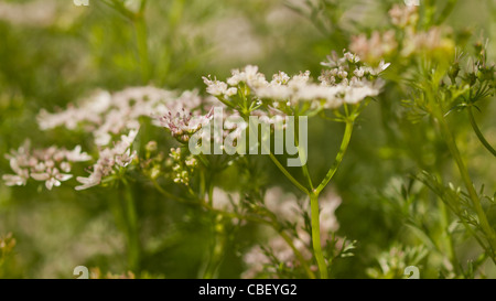 Cilantro's flavor is described by some as bright and citrusy, and as soapy by others. This herb pops up in the cuisines of India, Mexico, and Vietnam in dishes like dhania chutney, salsa, and pho. The seeds of the plant are called coriander and are used in some pickling recipes, as well as in boerewors, a South African sausage. Read More http://www.epicurious.com/articlesguides/seasonalcooking/farmtotable/visualguidefreshherbs#ixzz1UM90Hcg1 Stock Photo