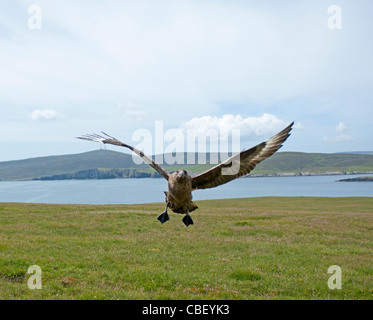 Coming in on the attack a diving Great Skua or Bonxie on the Isle of Noss, Shetland, Scotland. SCO 7752 Stock Photo
