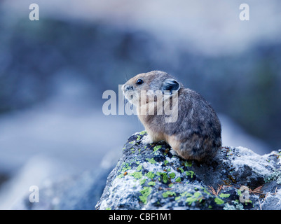 American pika (Ochotona princeps) on a lichen -covered rock in Death Canyon, Grand Teton National Park. Stock Photo