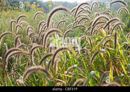 Giant Foxtail (Setaria faberi) on a farm in Virginia. The grass is an alien invasive species that provides food for birds. Stock Photo