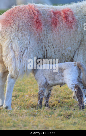 Spring lamb suckling milk from ewe in a field (Ovis aries) Stock Photo