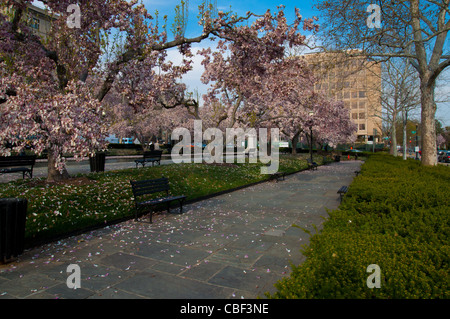 Rawlins Park in Washington DC with cherry blossoms Stock Photo