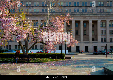 Cherry Blossom tree in Rawlins Park with the department of the interior on background Stock Photo