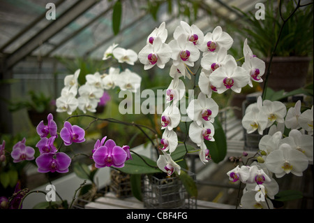 Greenhouses of Auteuil's garden, The greenhouse of orchids, the future site of a tennis court at Roland Garros. The public. Stock Photo