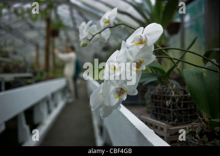 Greenhouses of Auteuil's garden, The greenhouse of orchids, the future site of a tennis court at Roland Garros. the white. Stock Photo