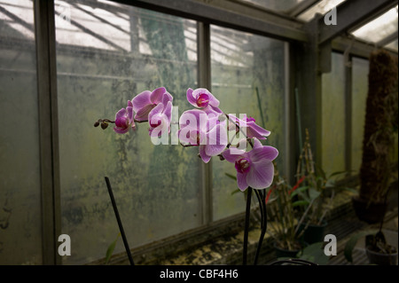 Greenhouses of Auteuil's garden, The greenhouse of orchids, the future site of a tennis court at Roland Garros. The old greenho Stock Photo