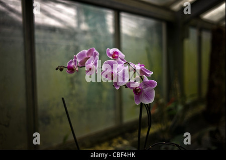 Greenhouses of Auteuil's garden, The greenhouse of orchids, the future site of a tennis court at Roland Garros. The old greenho Stock Photo