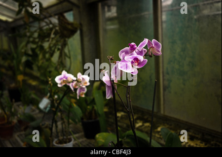 Greenhouses of Auteuil's garden, The greenhouse of orchids, the future site of a tennis court at Roland Garros. Extinction. Stock Photo