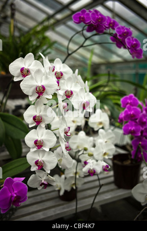 Greenhouses of Auteuil's garden, The greenhouse of orchids, the future site of a tennis court at Roland Garros. The trophy. Stock Photo