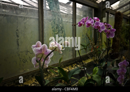 Greenhouses of Auteuil's garden, The greenhouse of orchids, the future site of a tennis court at Roland Garros. The match. Stock Photo