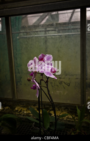 Greenhouses of Auteuil's garden, The greenhouse of orchids, the future site of a tennis court at Roland Garros. The sumptuous. Stock Photo