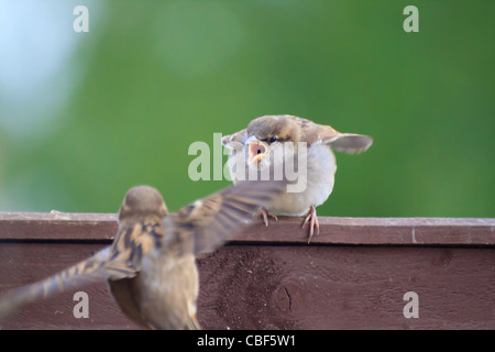 House sparrow flying towards hungry fledgling perched on a fence (passer domesticus) Stock Photo