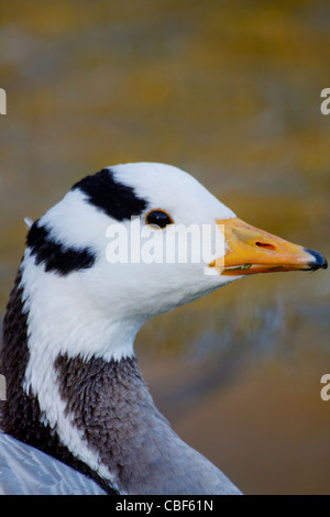 Bar-headed Goose (Anser indicus) close-up (captive) Stock Photo