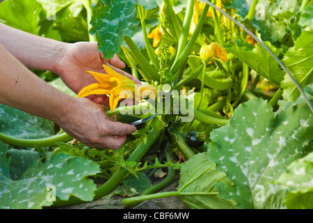 Zucchini fruit and spent flower on plant., HOTEL DU CASTELLET,5 stud Relay and Castle in Provence 3001 Route des Hauts du camp Stock Photo