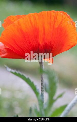 Papaver orientale, Oriental poppy, Red flower subject. Stock Photo
