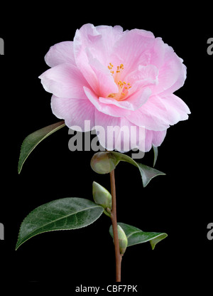 Camellia x williamsii 'Donation', Camellia, Pink flower subject, Black background. Stock Photo