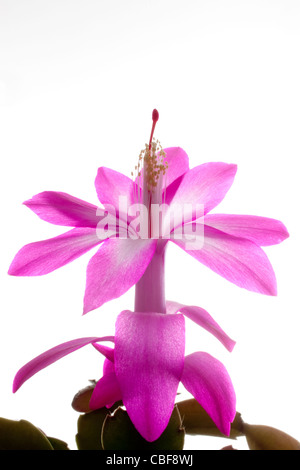 Schlumbergera Cultivar, Christmas cactus, Pink flower subject, White background. Stock Photo