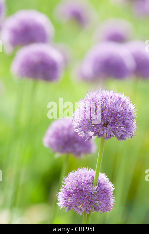 Allium Hollandicum 'Purple sensation', Allium, Purple flowers subject. Stock Photo