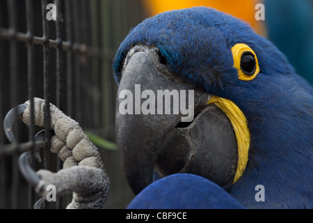 Hyacinth Macaw (Anodorhynchus hyacinthinus). Aviary bird. Head in close-up. Stock Photo