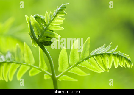 Osmunda regalis, Fern leaf unfurling, Green subject, Green background. Stock Photo