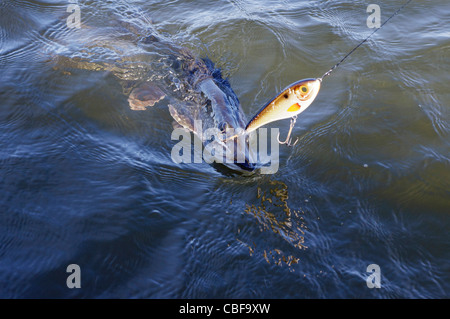 Pike in the water has been caught on the hooks of a wobbler bait. Stock Photo