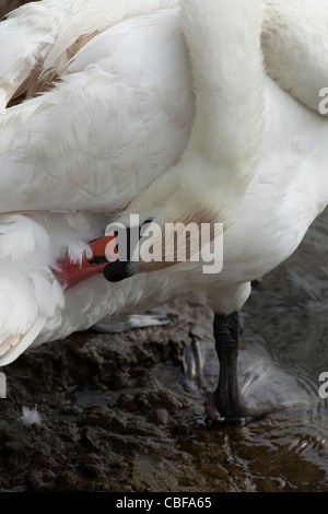 Mute Swan (Cygnus olor). Adult, preening. Stock Photo