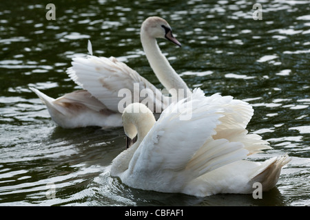 Mute Swans (Cygnus olor). Older white bird in foreground turning and able dominate younger, immature bird behind, going right. Stock Photo