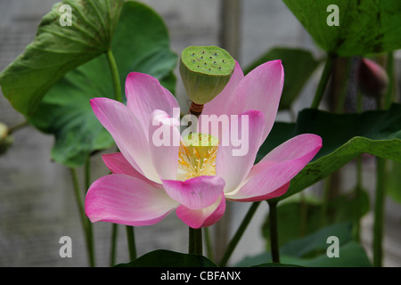 Nelumbo nucifera - Lotus flower Stock Photo