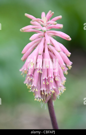 Veltheimia bracteata, Veltheimia, Pink flower subject. Stock Photo